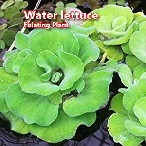 Water lettuce